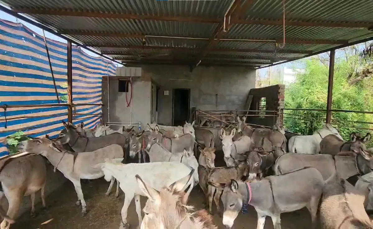 Gujarat Man Sets Up Donkey Farm