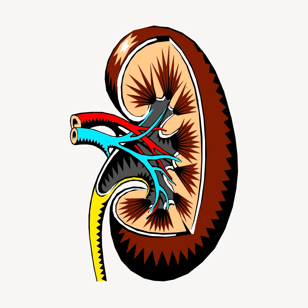 Kidney, organ clipart, medical illustration