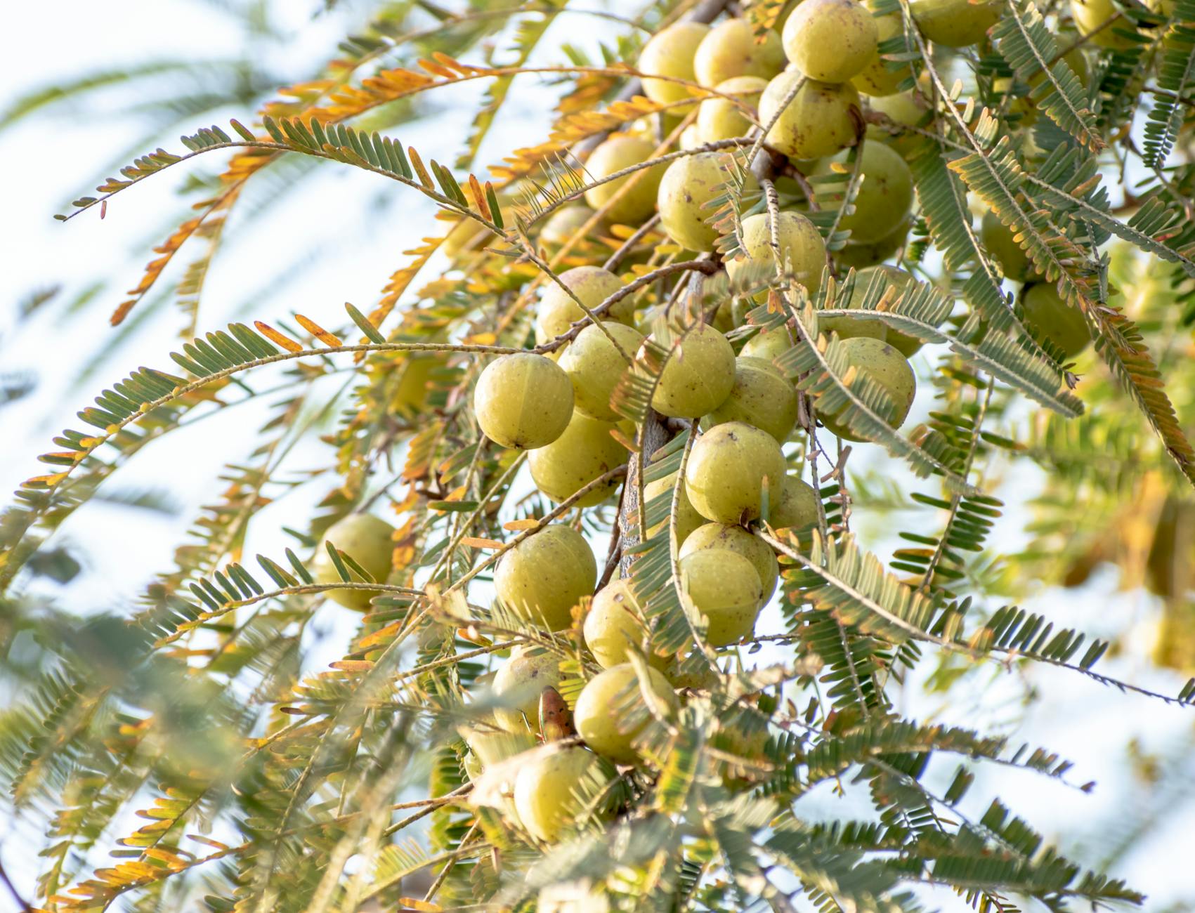 indian gooseberry in close up shot