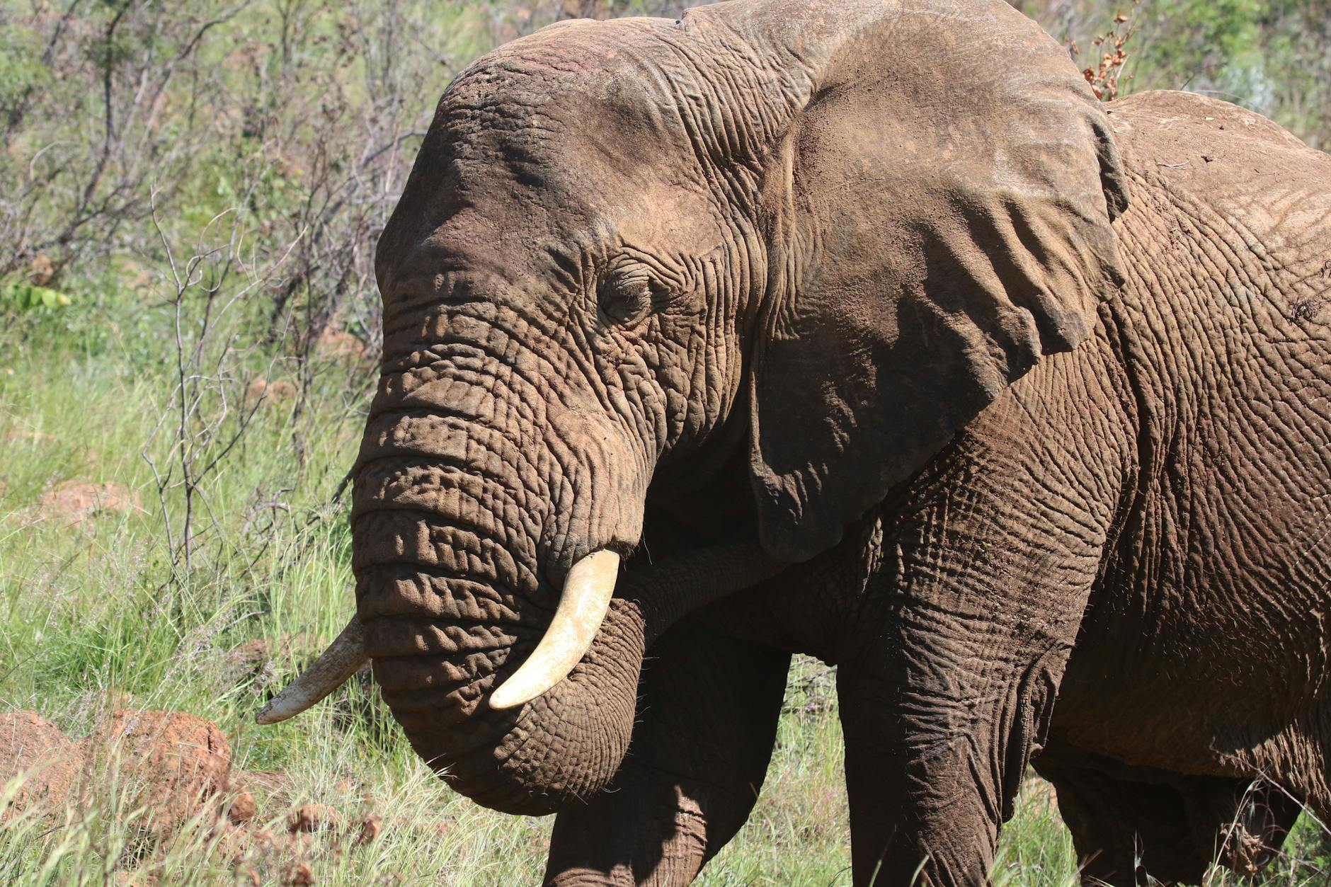 photography of brown elephant