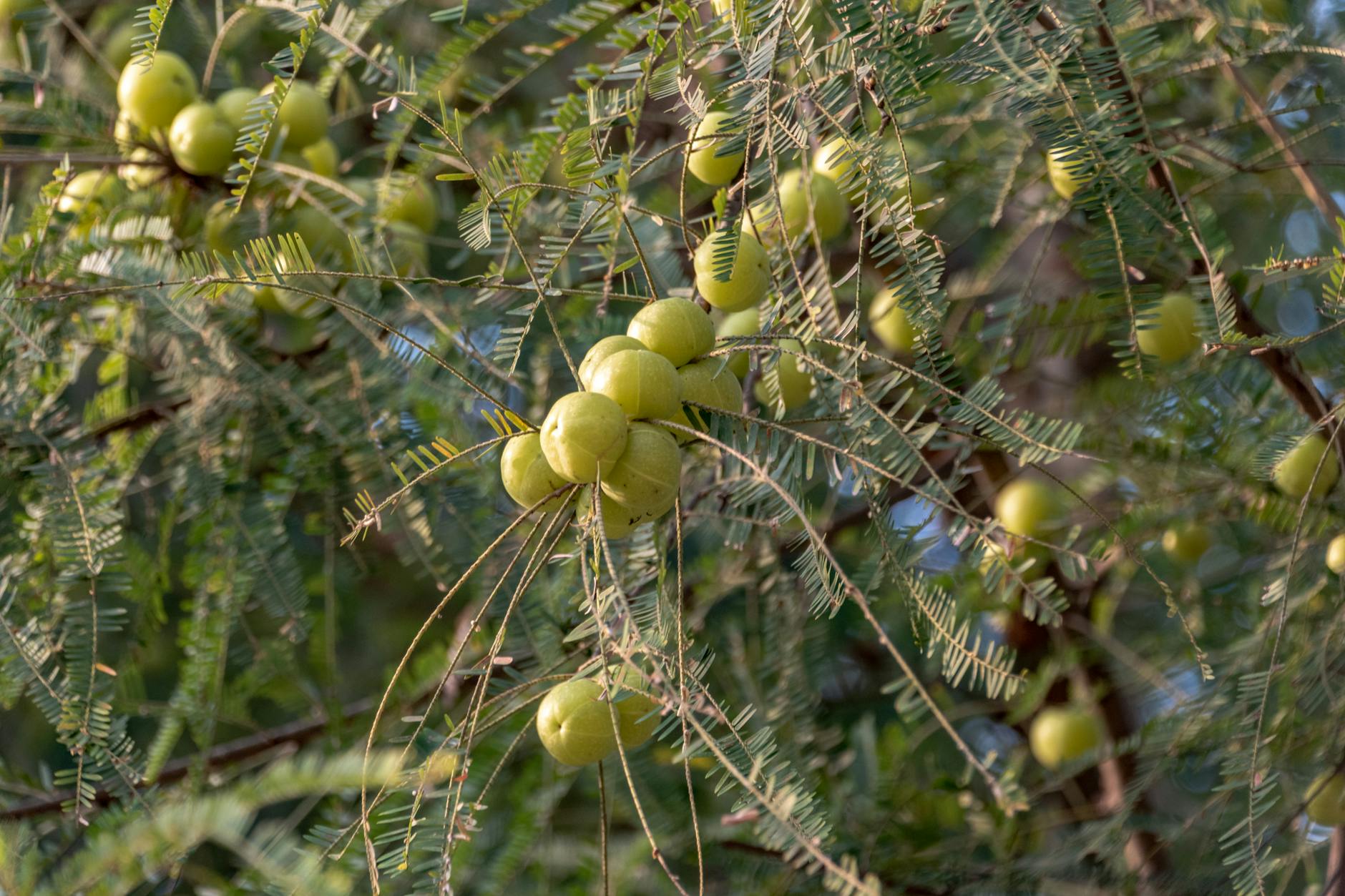 close up of amla fruits hanging on tree in nature